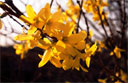 Tree Flowers Yellow 2