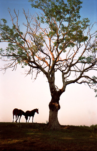 Horses And Tree