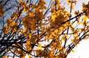 Tree Flowers Yellow 1